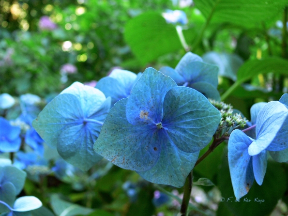 Bois des Moutiers  (98) Summer 2012